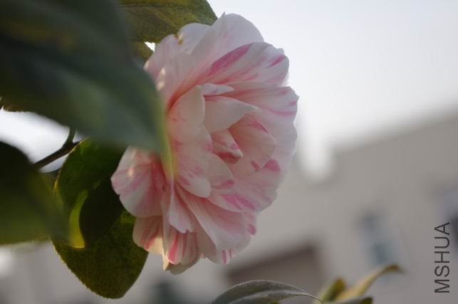 ������С IMGP0339.JPG