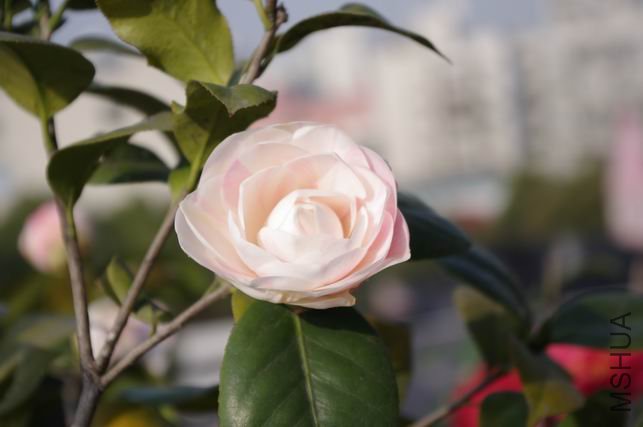 ������С IMGP0372.JPG