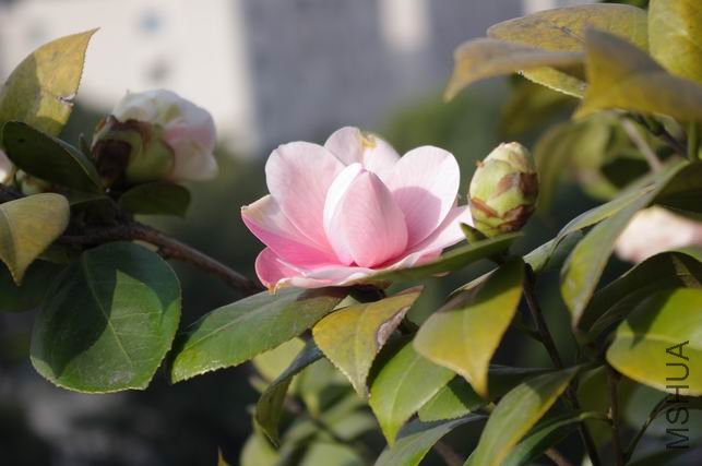 ������С IMGP0373.JPG