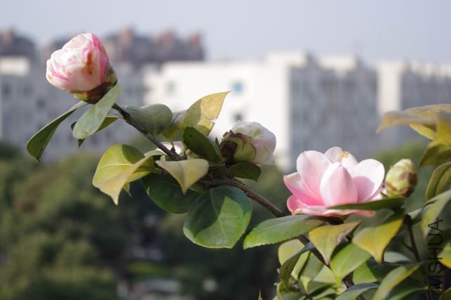 ������С IMGP0374.JPG