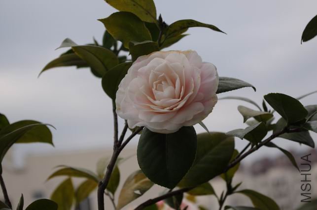 ������С IMGP0379.JPG