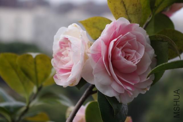 ������С IMGP0382.JPG