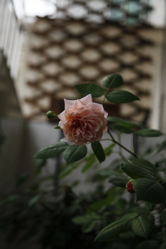 conew__mg_9808.JPG
