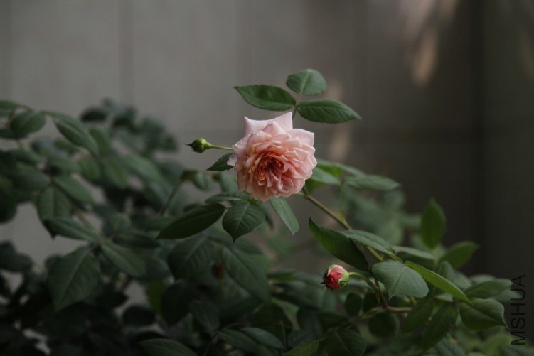 conew__mg_9831.JPG