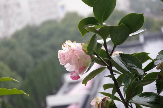 ������С IMGP0153.JPG