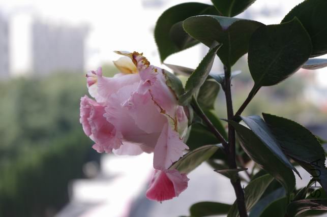 ������С IMGP0196.JPG