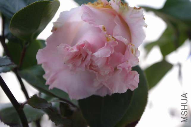 ������С IMGP0216.JPG