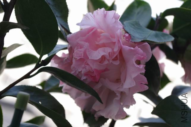 ������С IMGP0369.JPG