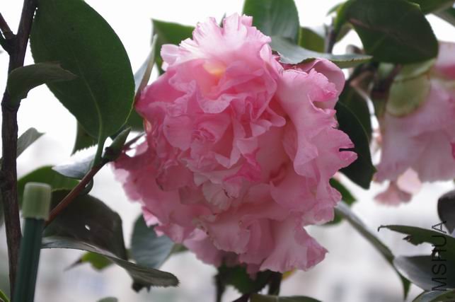 ������С IMGP0386.JPG