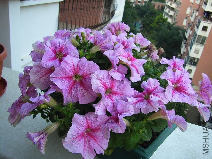 ��ϲ���ķ�ɫ����~~