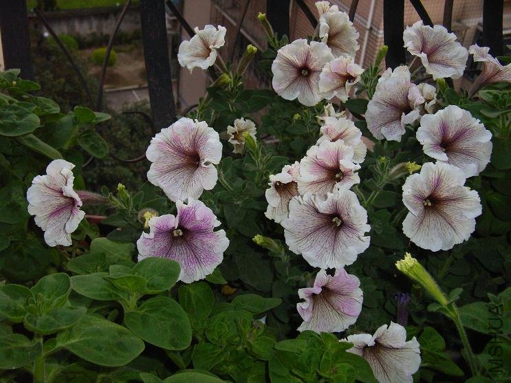 ���Ҳ��֪��ɶƷ�֣�֪���Ļ���ָ��һ��