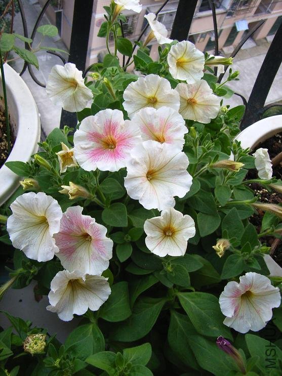 �����֪ɶƷ�֣����ǵò������