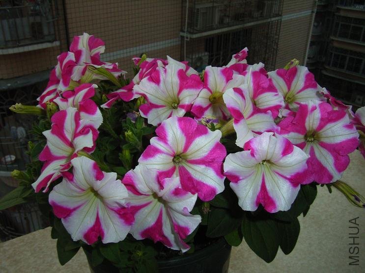 õ�������