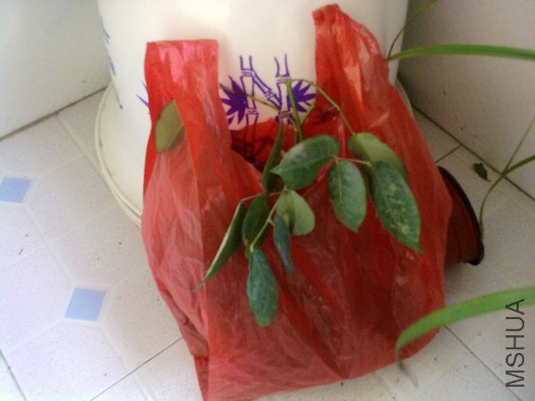 20120403772.jpg