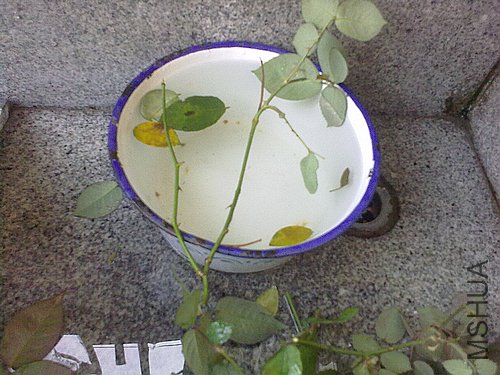 20120403773.jpg