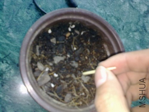 20120403781.jpg