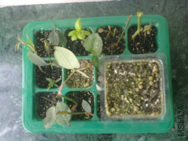 20120403786.jpg