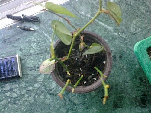 20120403787.jpg