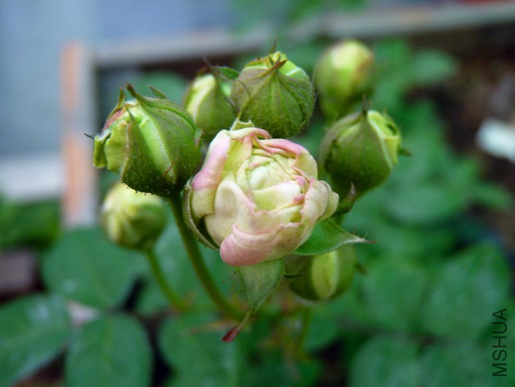 P1050089_����.jpg