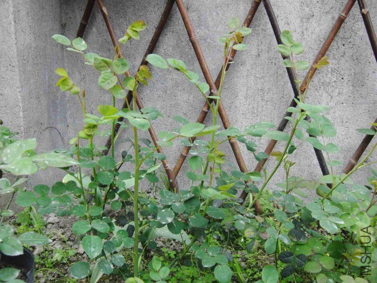 ������Ů������ѿ