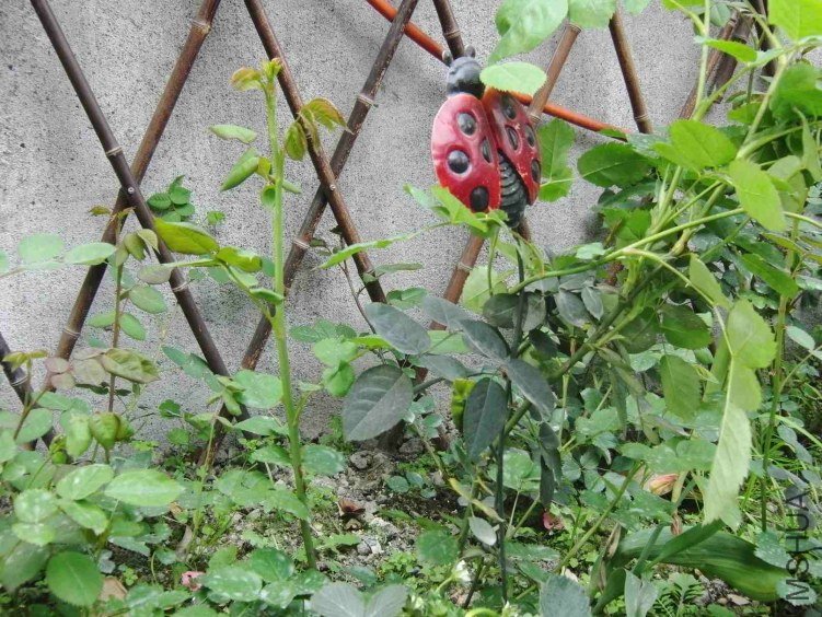 ȥ���������ǩ���ĵ���ѿ