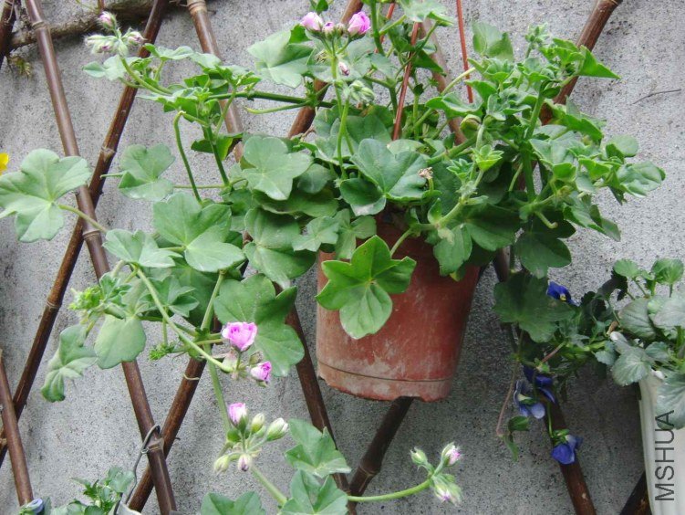 ��������õ��Ҫ����