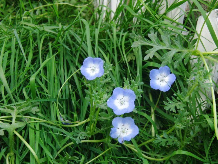 ������ϲ�ֲ�