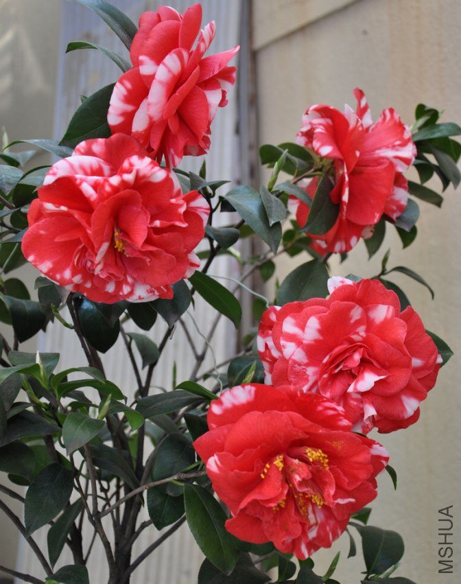 ���� (1).JPG