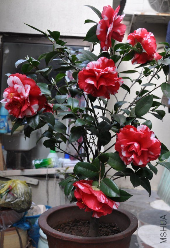 ���� (2).JPG