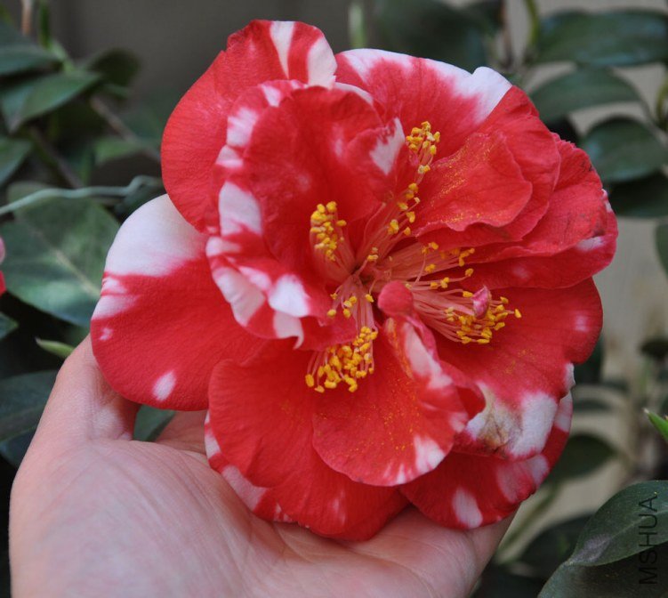 ���� (3).JPG