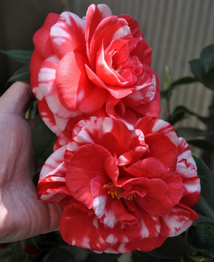 ���� (4).JPG