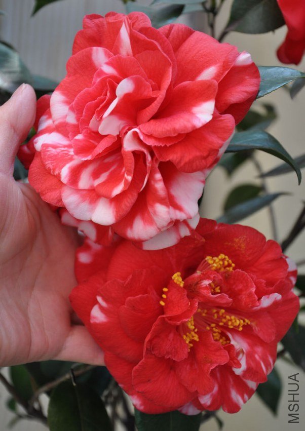 ���� (5).JPG