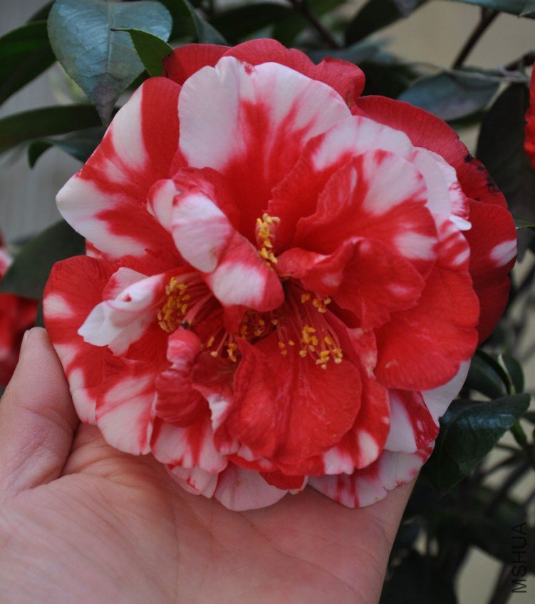 ���� (6).JPG