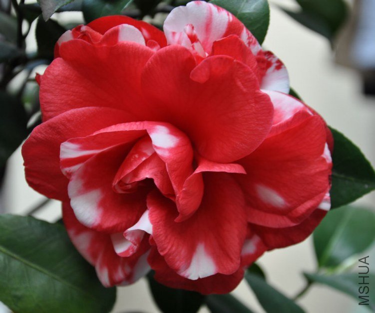 ���� (7).JPG