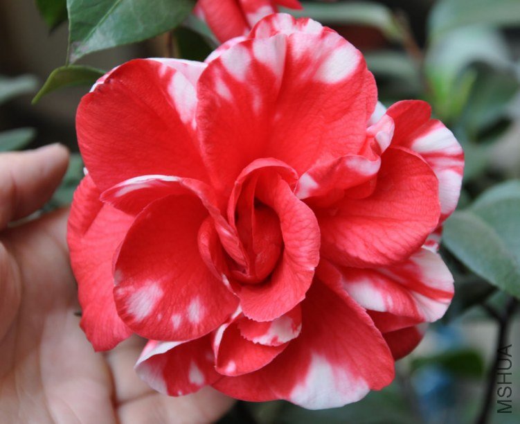 ���� (8).JPG