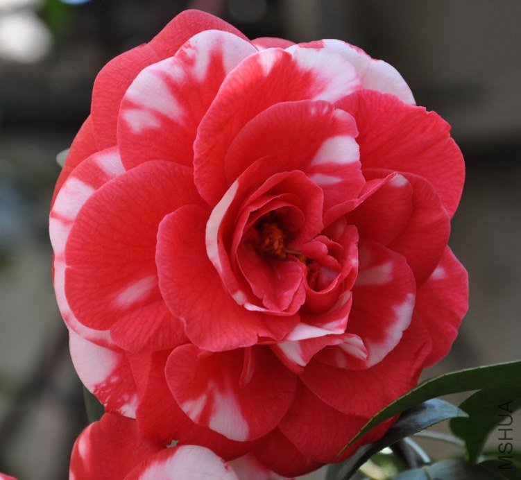 ���� (10).JPG