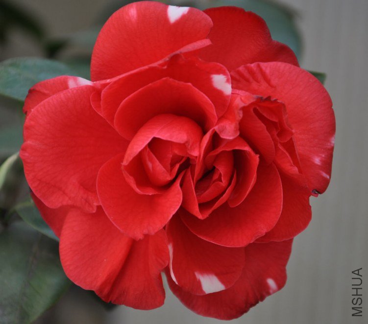 ���� (11).JPG