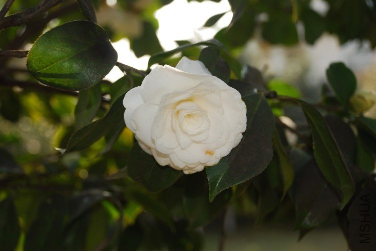 DSC_0497.JPG
