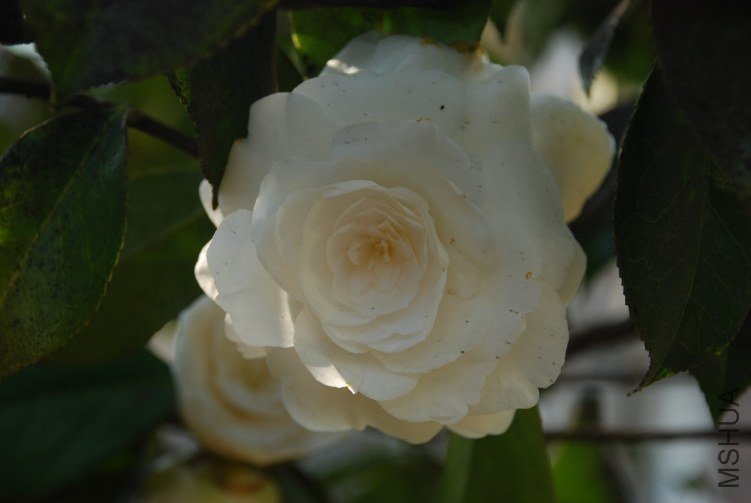 DSC_0498.JPG