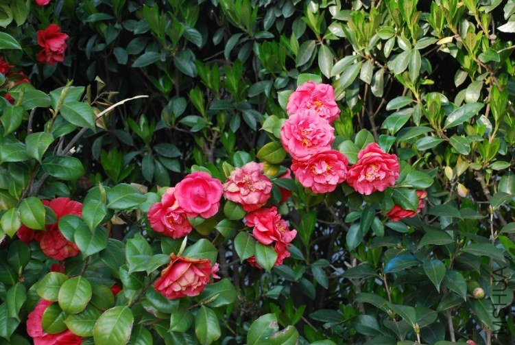 DSC_0500.JPG