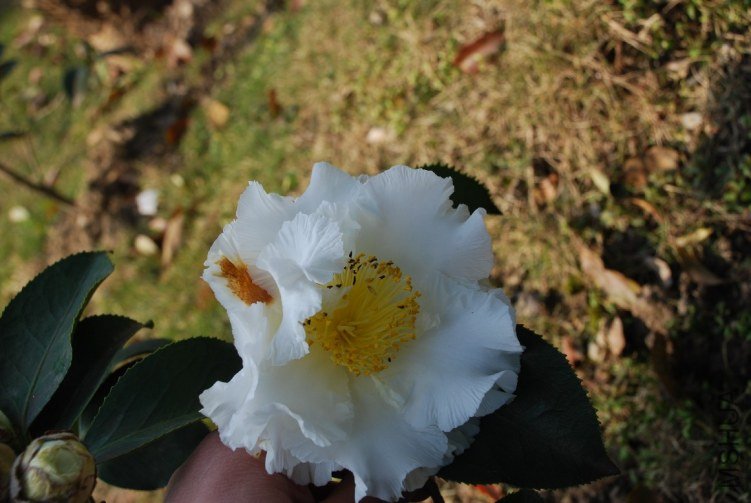 DSC_0509.JPG