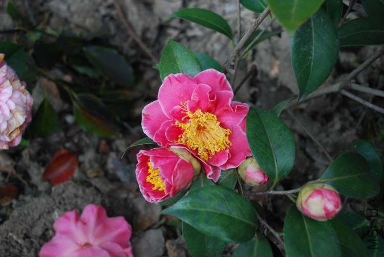 DSC_0510.JPG