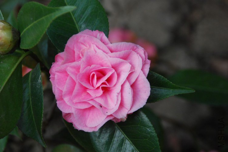 DSC_0511.JPG