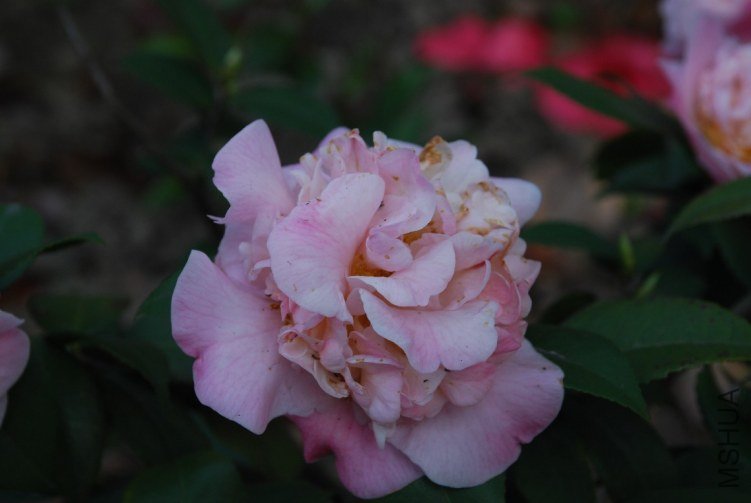 DSC_0512.JPG