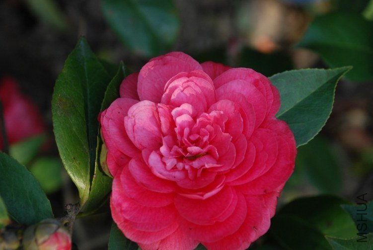 DSC_0513.JPG
