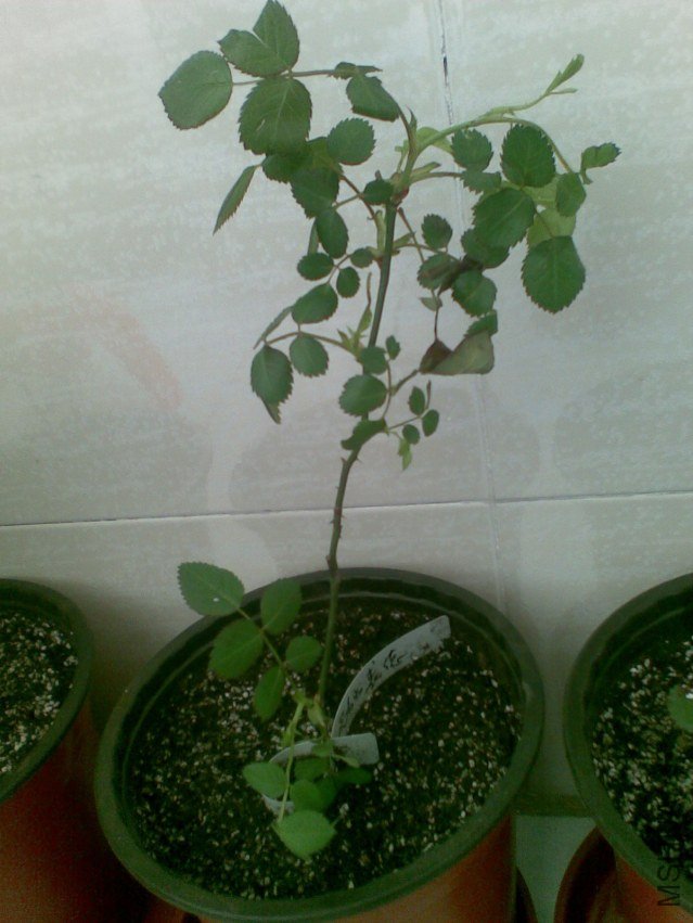 20120403(009).jpg