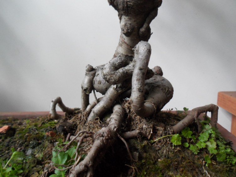 SAM_1933.JPG