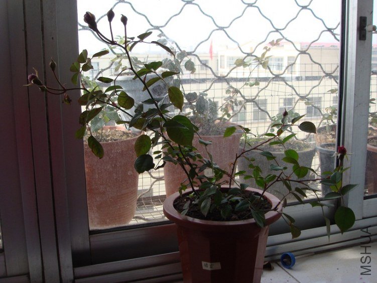 DSC09366.JPG