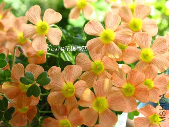 ���� Oxalis obtusa Peaches & Cream.jpg