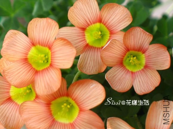 Oxalis obtusa peach&cream 2.jpg